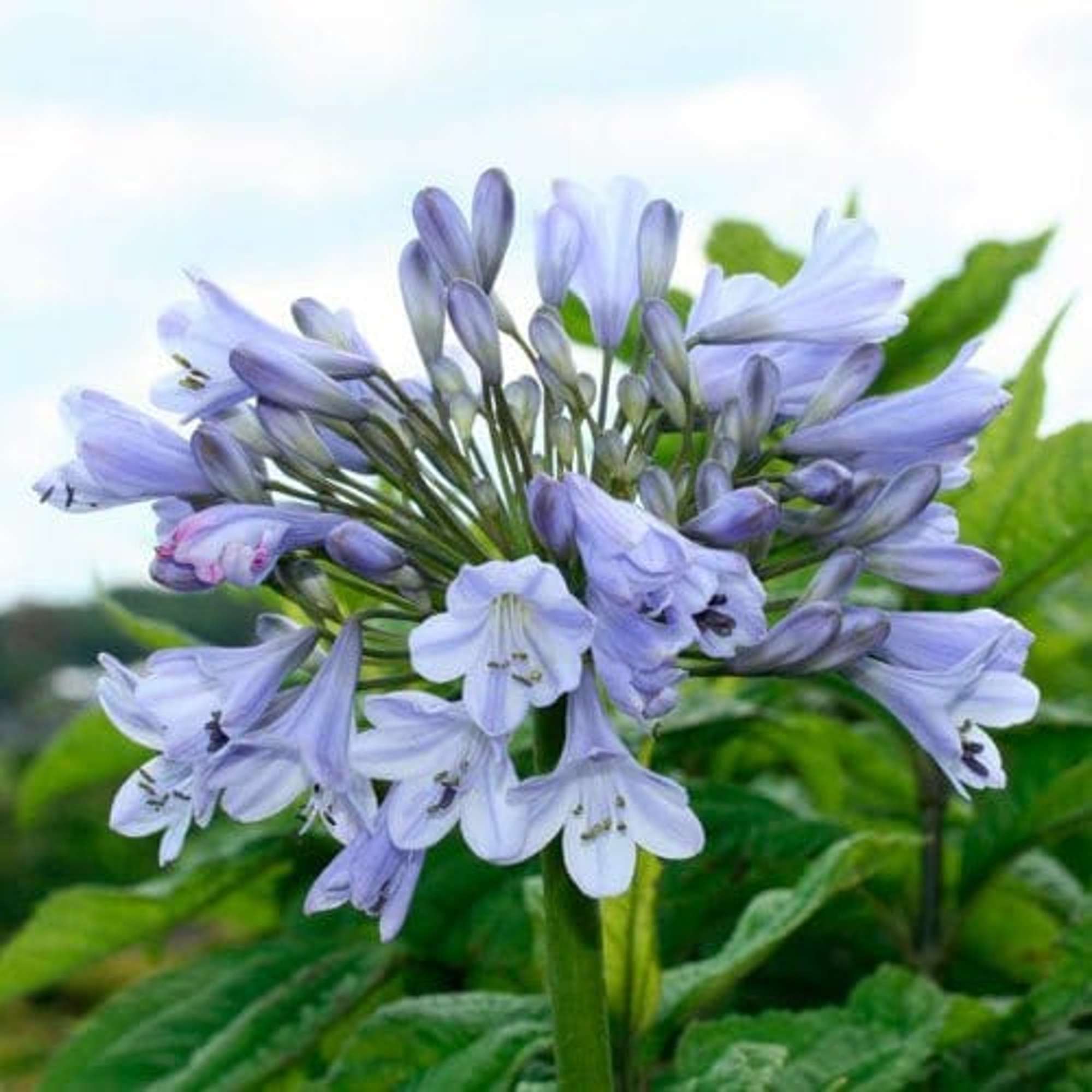 Skärmlilja 'Silberpfeil'